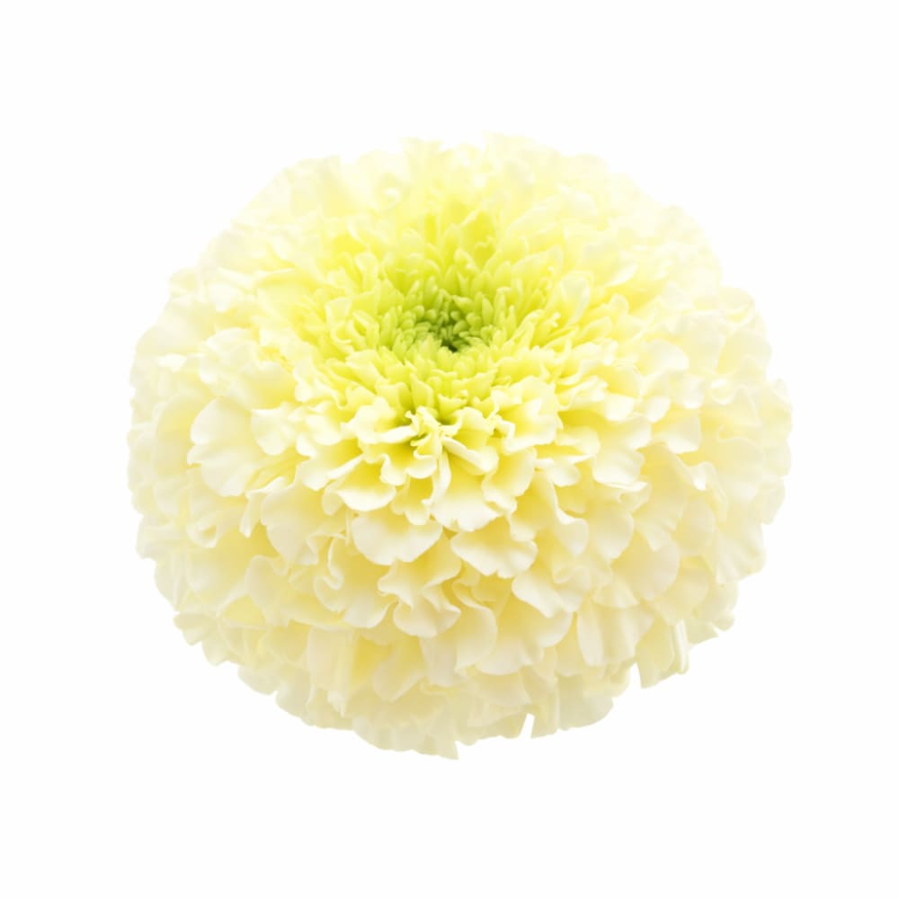 Tagetes erecta Baby Swan White F1 | African Marigold | 20-25 cm tall therapyofflowers.com