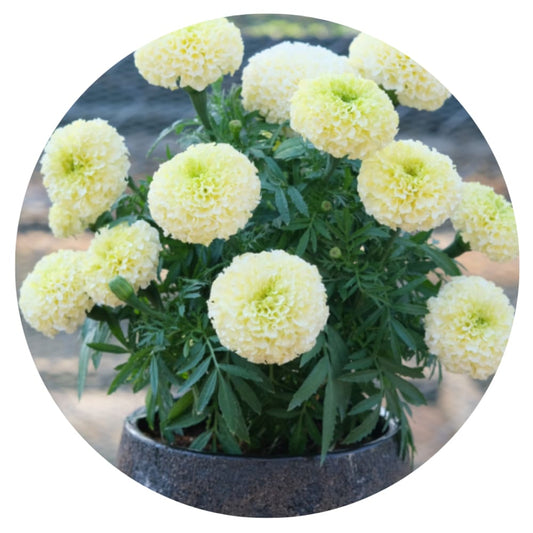 Tagetes erecta | Marigold Baby Swan White therapyofflowers.com