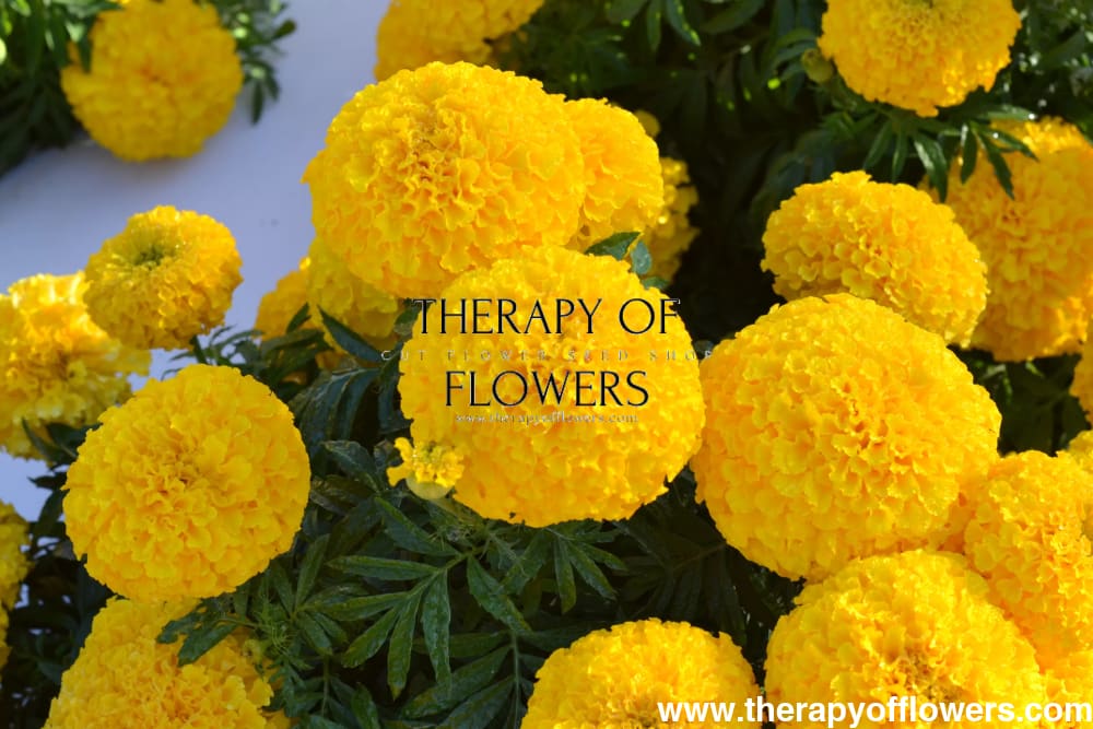 Tagetes erecta | Marigold Big Duck® Gold therapyofflowers.com