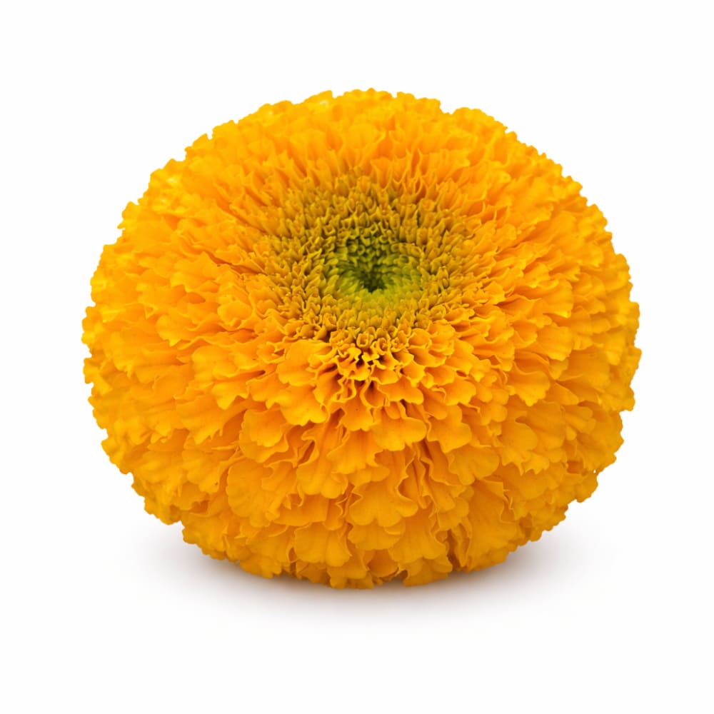 Tagetes erecta Big Duck® Gold | African Marigold | Suitable for Pots therapyofflowers.com