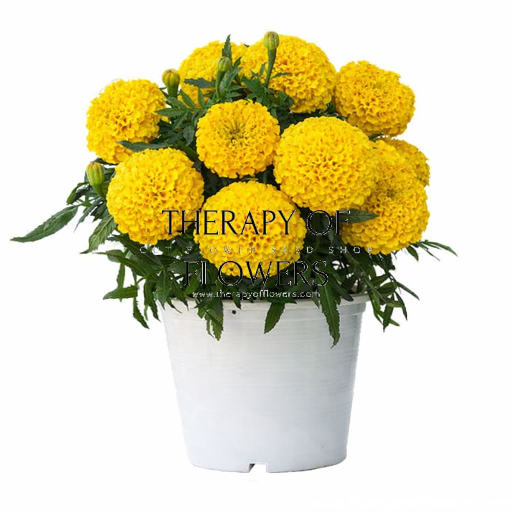 Tagetes erecta Big Duck® Gold | African Marigold therapyofflowers.com