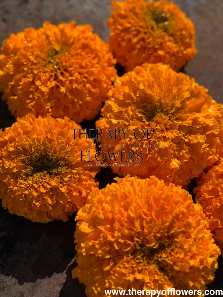 Tagetes erecta Big Duck® Orange | African Marigold therapyofflowers.com