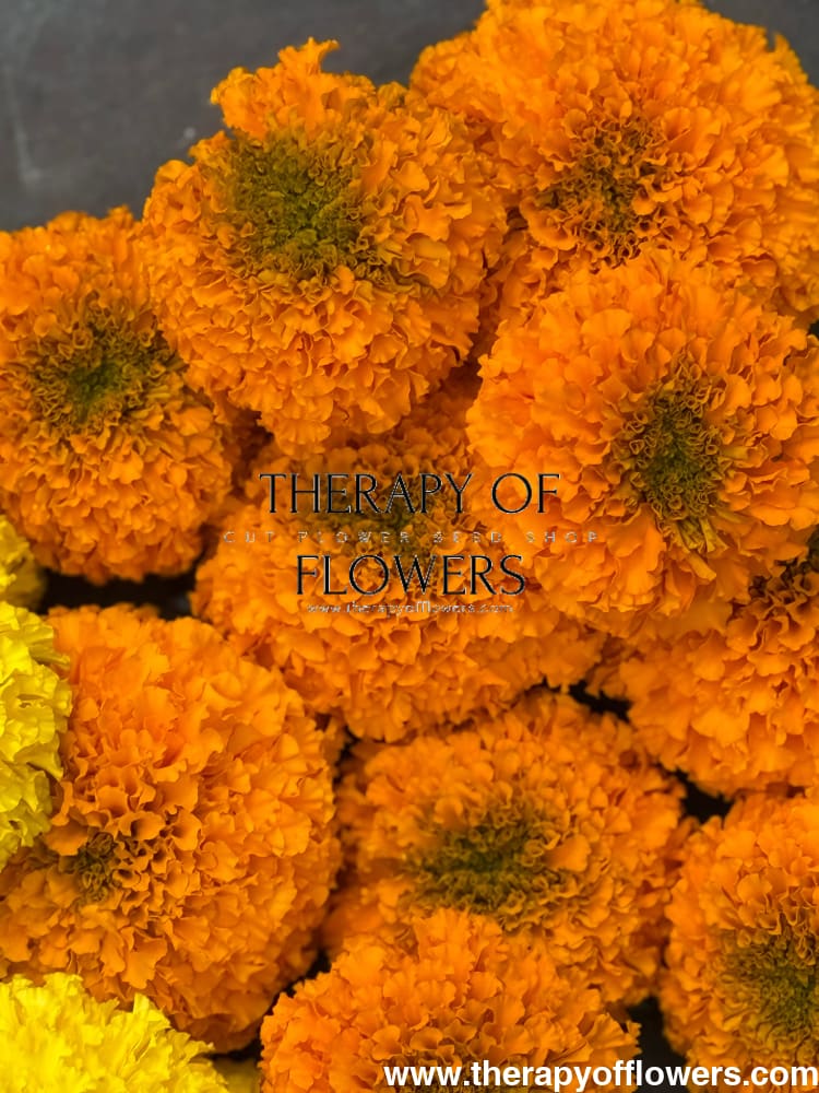 Tagetes erecta Big Duck® Orange | African Marigold therapyofflowers.com