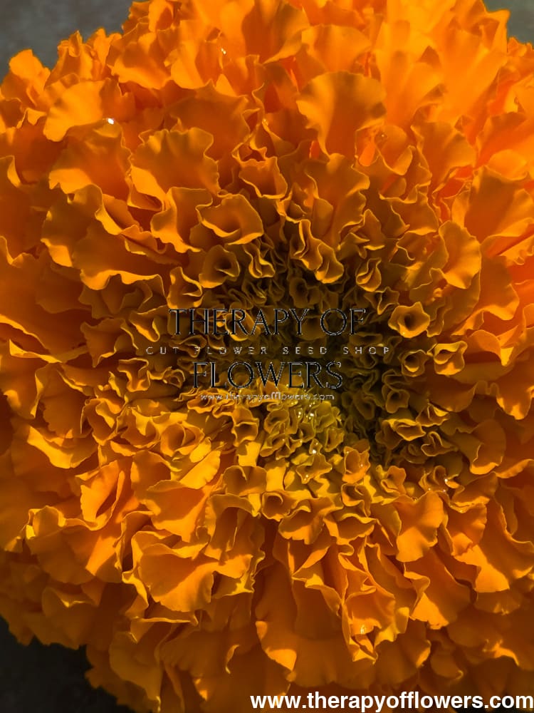 Tagetes erecta Big Duck® Orange | African Marigold therapyofflowers.com