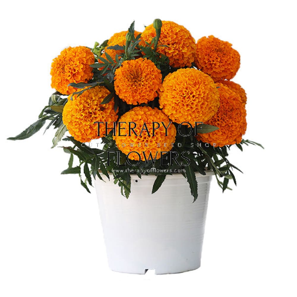 Tagetes erecta Big Duck® Orange | African Marigold therapyofflowers.com