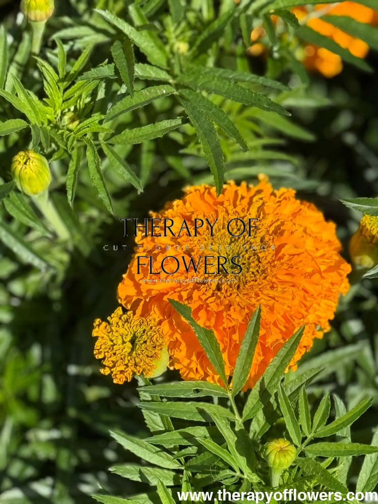 Tagetes erecta Big Duck® Orange | African Marigold therapyofflowers.com