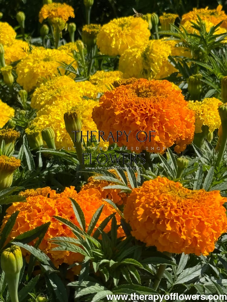 big duck marigold seeds Tagetes erecta Big Duck® Orange