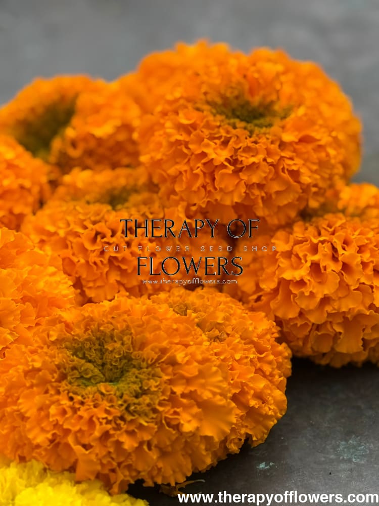 Tagetes erecta Big Duck® Orange | African Marigold therapyofflowers.com