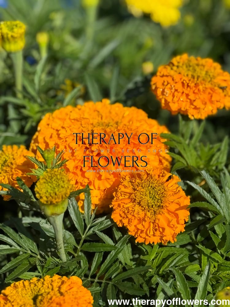 Tagetes erecta Big Duck® Orange | African Marigold therapyofflowers.com