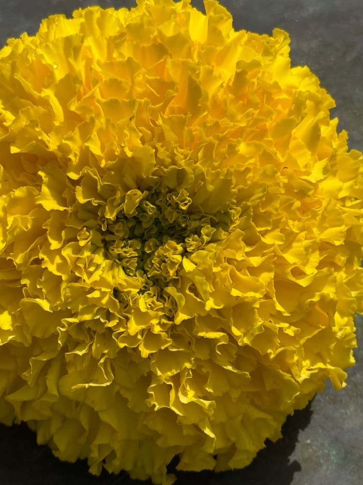 Tagetes erecta Big Duck® Yellow | African Marigold therapyofflowers.com