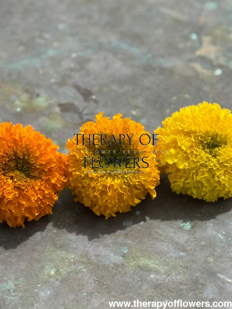 Tagetes erecta Big Duck® Yellow | African Marigold therapyofflowers.com