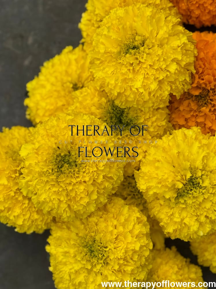 Tagetes erecta Big Duck® Yellow | African Marigold 20 seeds seeds