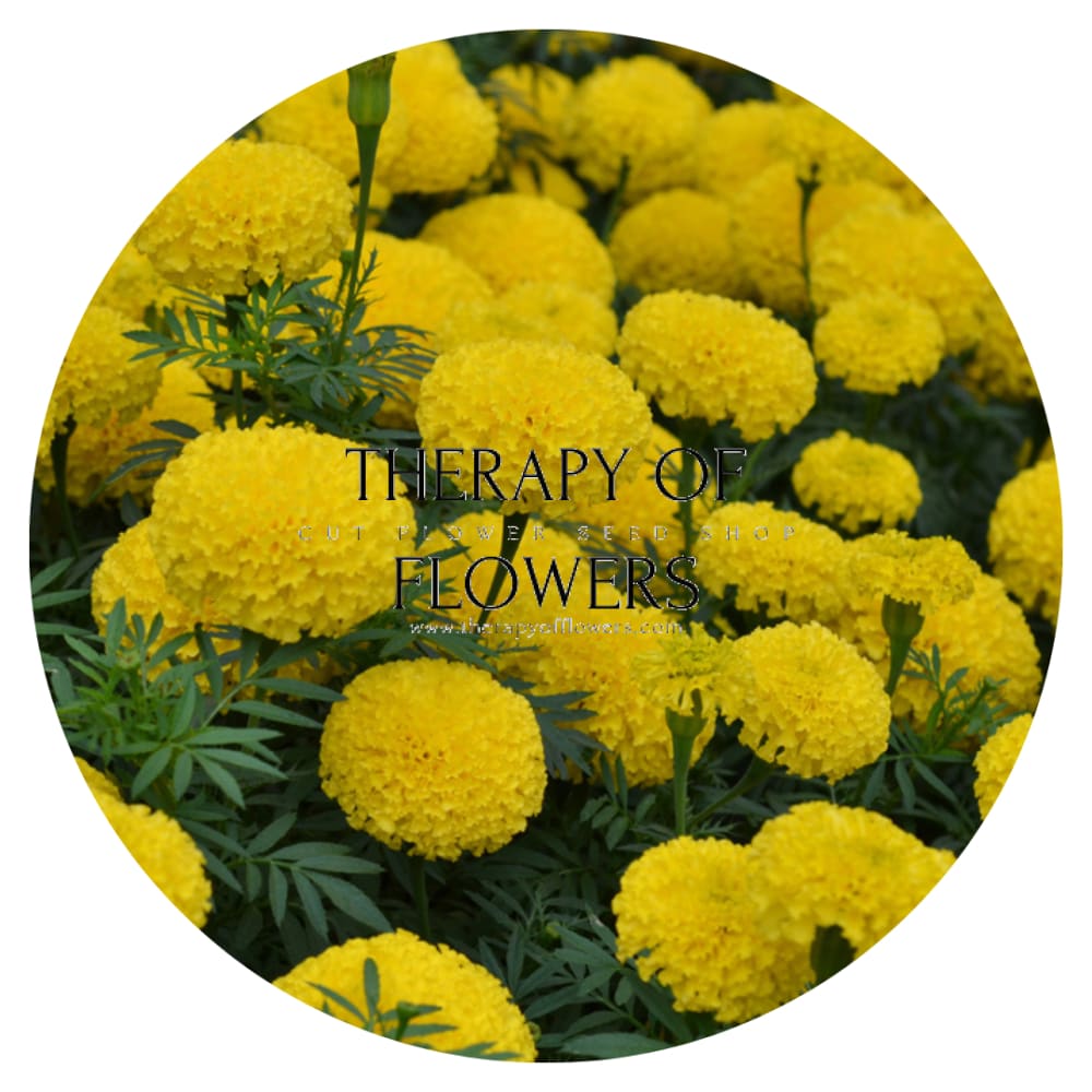 big duck marigold seeds Tagetes erecta Big Duck® Yellow