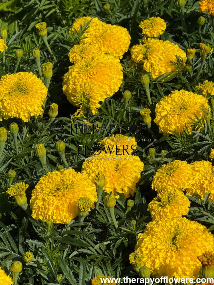 big duck marigold seeds Tagetes erecta Big Duck® Yellow