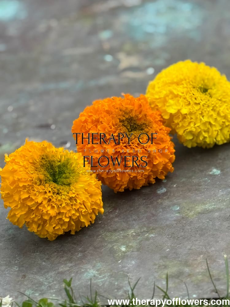 Tagetes erecta Big Duck® Yellow | African Marigold therapyofflowers.com