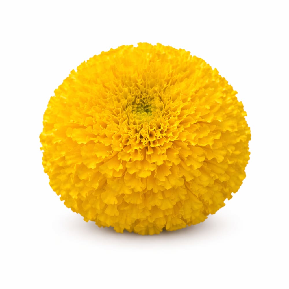 Tagetes erecta Big Duck® Yellow | African Marigold | Suitable for Pots therapyofflowers.com