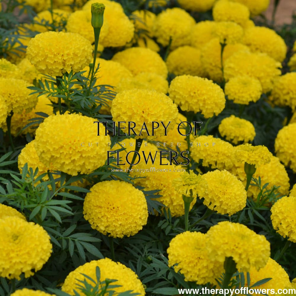 Tagetes erecta | Marigold Big Duck® Yellow therapyofflowers.com