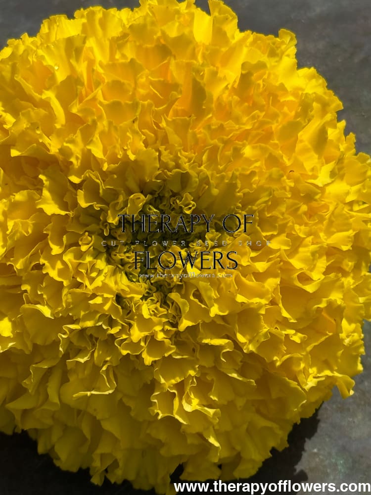 Tagetes erecta Big Duck® Yellow | African Marigold therapyofflowers.com