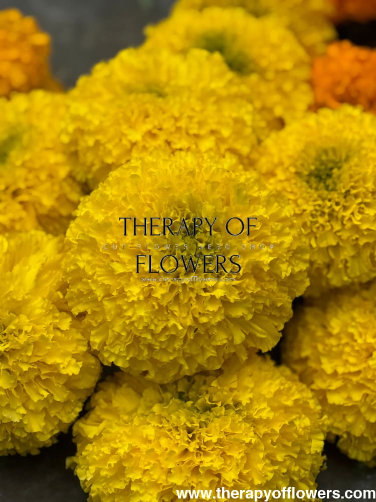 Tagetes erecta Big Duck® Yellow | African Marigold 20 seeds seeds