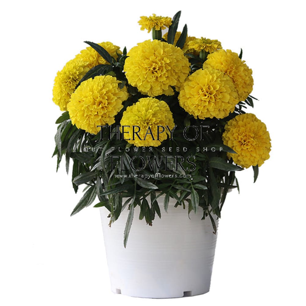 Tagetes erecta Big Duck® Yellow | African Marigold therapyofflowers.com
