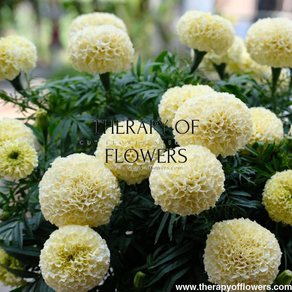 Tagetes erecta | Marigold Big Swan White therapyofflowers.com