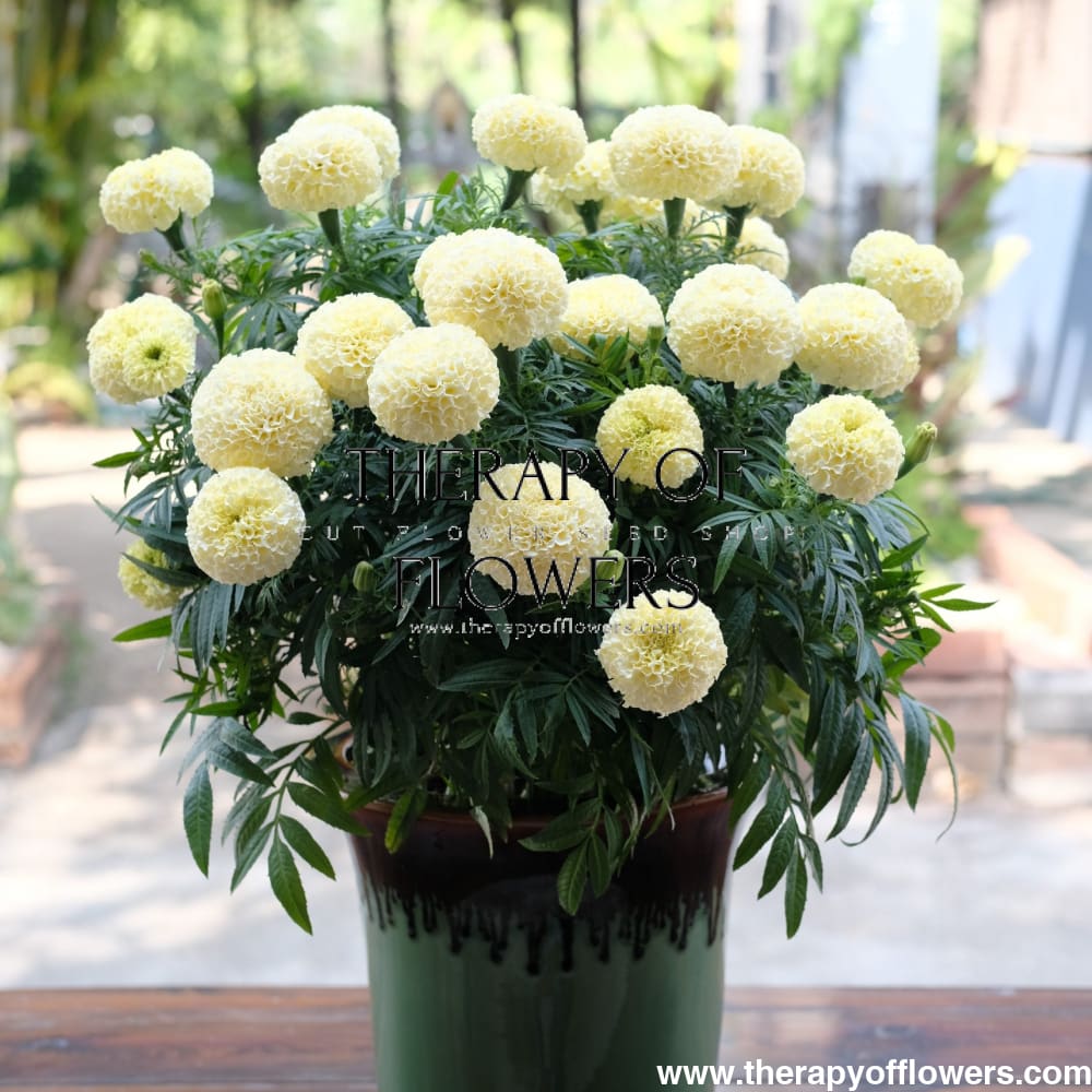 Tagetes erecta | Marigold Big Swan White therapyofflowers.com