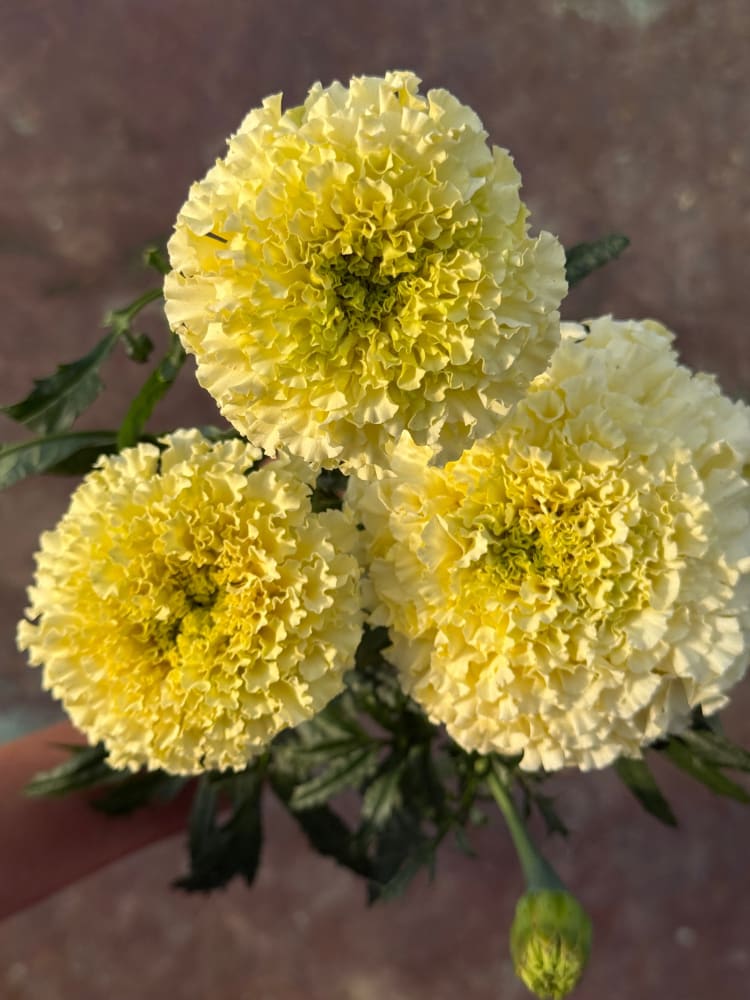 Tagetes erecta Big Swan White F1 | African Marigold therapyofflowers.com