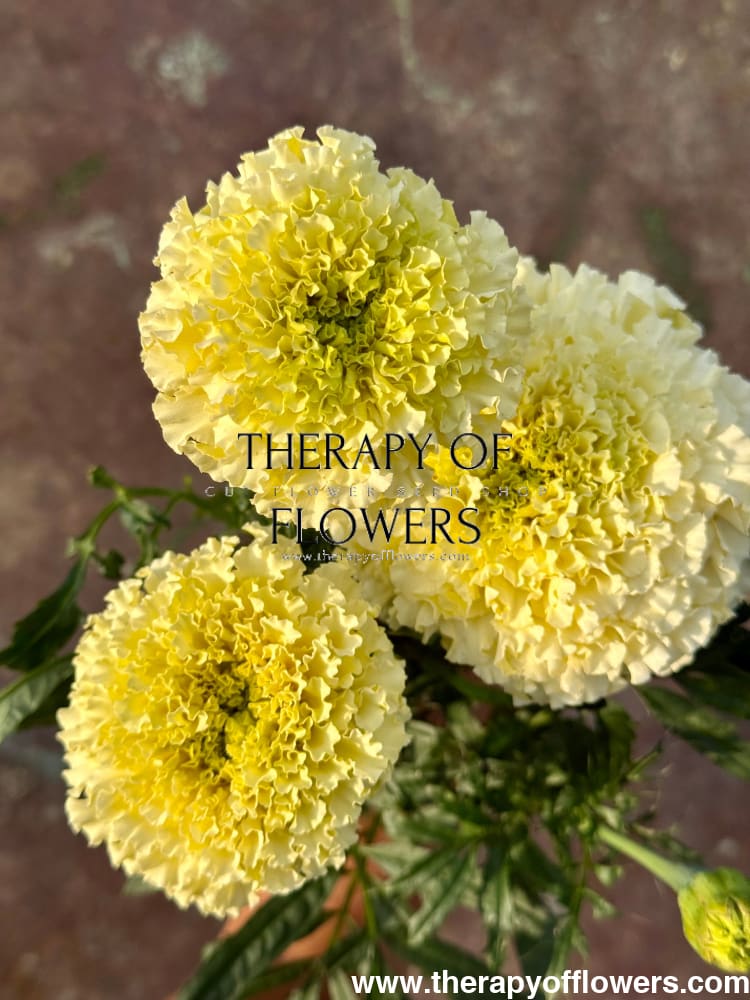 Tagetes erecta Big Swan White F1 | African Marigold therapyofflowers.com