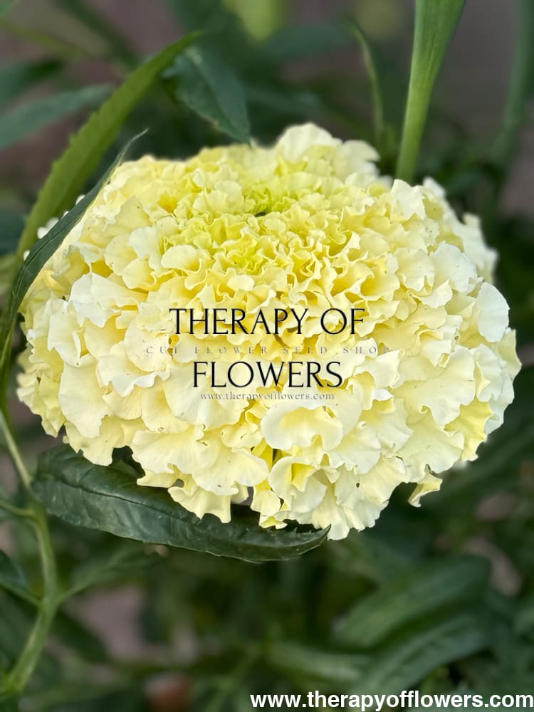 Tagetes erecta Big Swan White F1 | African Marigold therapyofflowers.com