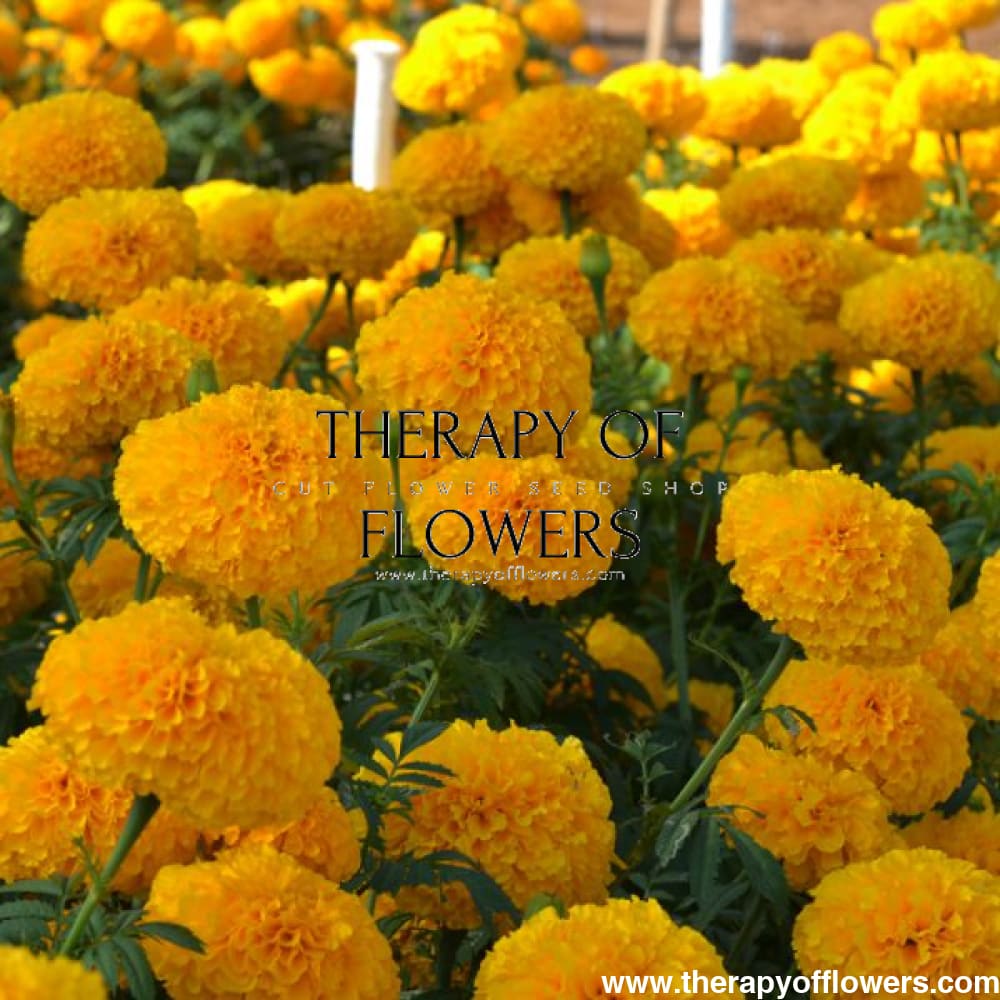 Tagetes erecta | Marigold Chedi® Gold therapyofflowers.com