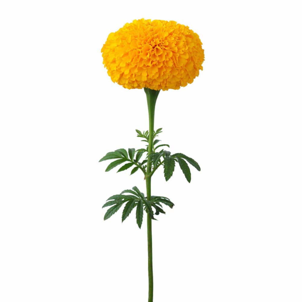 Tagetes erecta Chedi® Gold | African Marigold | Cut Flower - 20 seeds - seeds