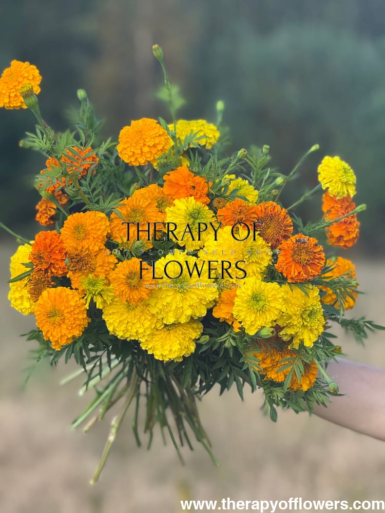 Tagetes erecta Chedi® Gold | African Marigold | Cut Flower - 20 seeds - seeds