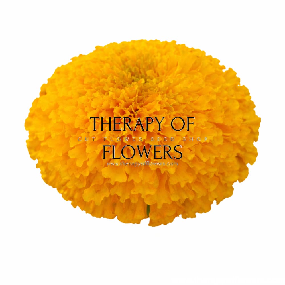 Tagetes erecta Chedi® Gold | African Marigold | Cut Flower - 20 seeds - seeds