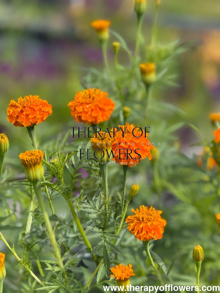 Tagetes erecta Chedi® Orange | African Marigold therapyofflowers.com