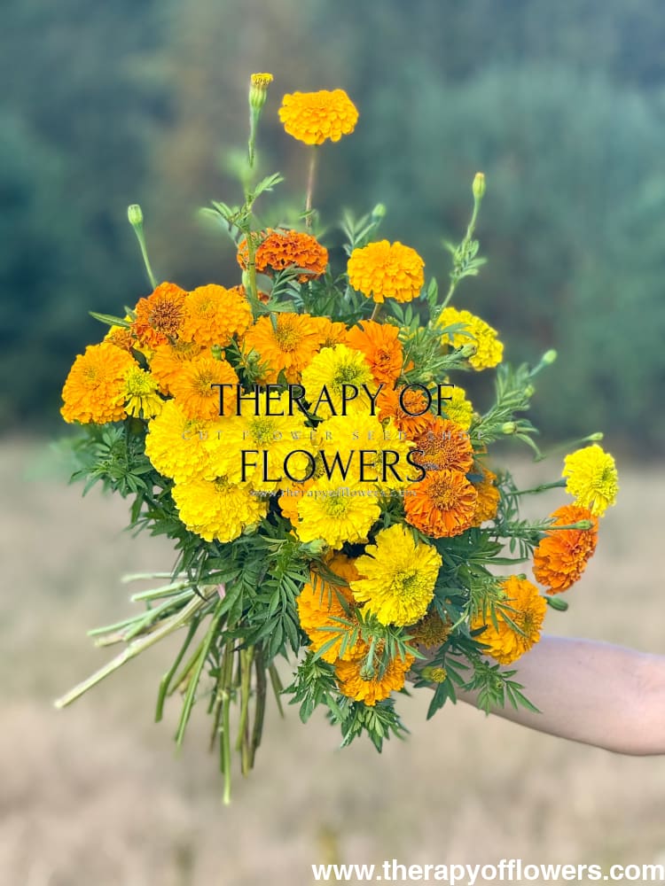 Tagetes erecta Chedi® Orange | African Marigold | Cut Flower - 20 seeds - seeds