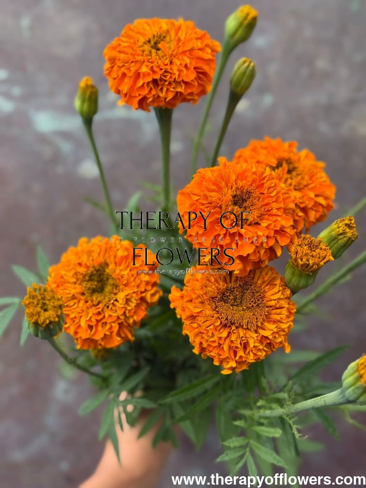 Tagetes erecta Chedi® Orange | African Marigold therapyofflowers.com