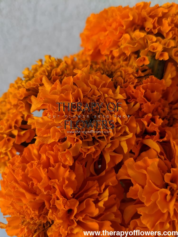 Tagetes erecta | Marigold Chedi® Orange therapyofflowers.com