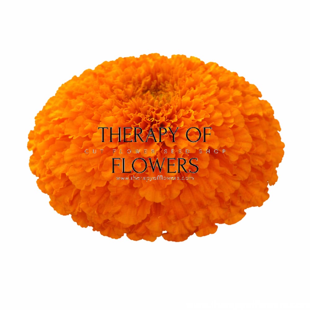 Tagetes erecta Chedi® Orange | African Marigold | Cut Flower - 20 seeds - seeds