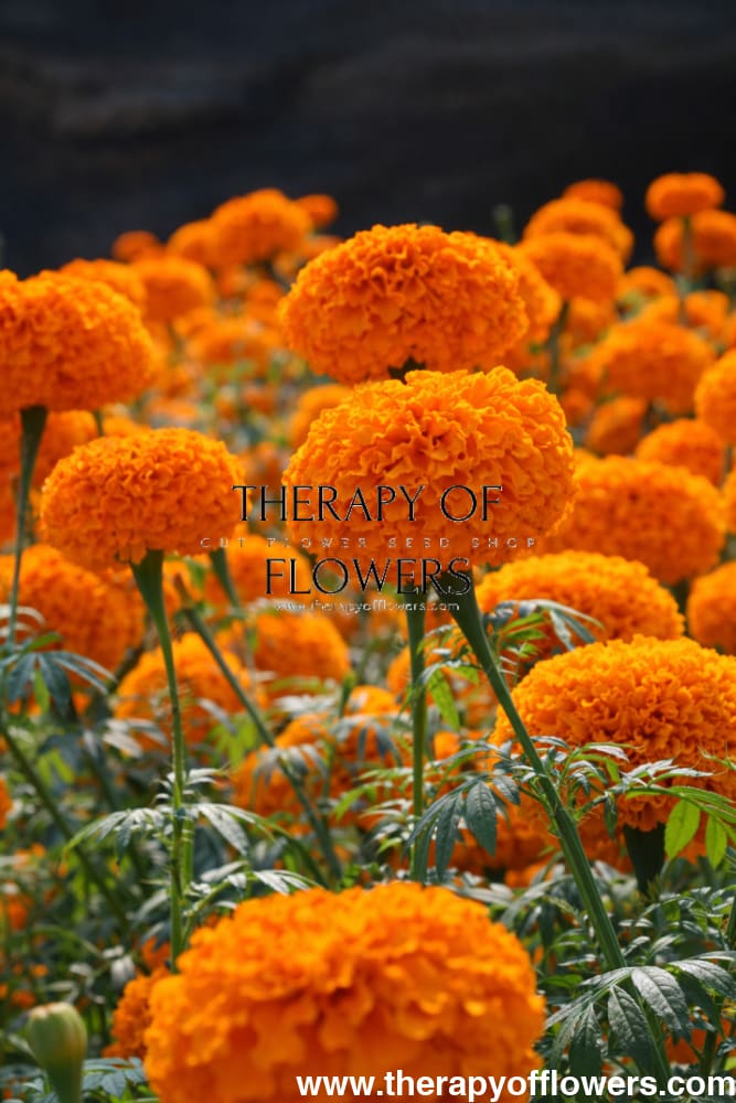 Tagetes erecta Chedi® Orange | African Marigold | Cut Flower - 20 seeds - seeds