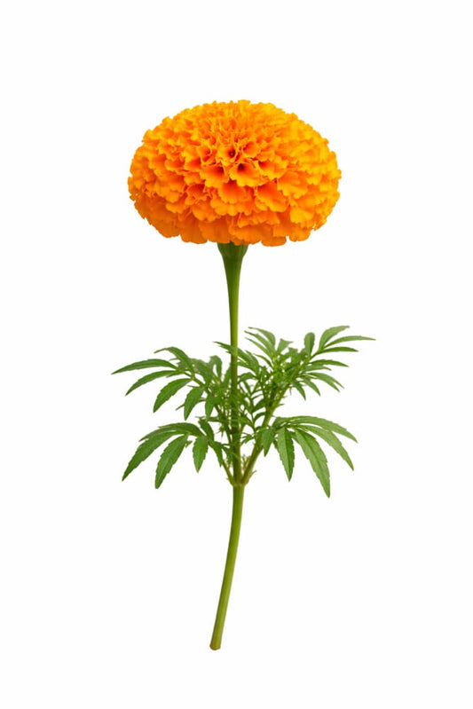 Tagetes erecta Chedi® Orange | African Marigold | Cut Flower - 20 seeds - seeds