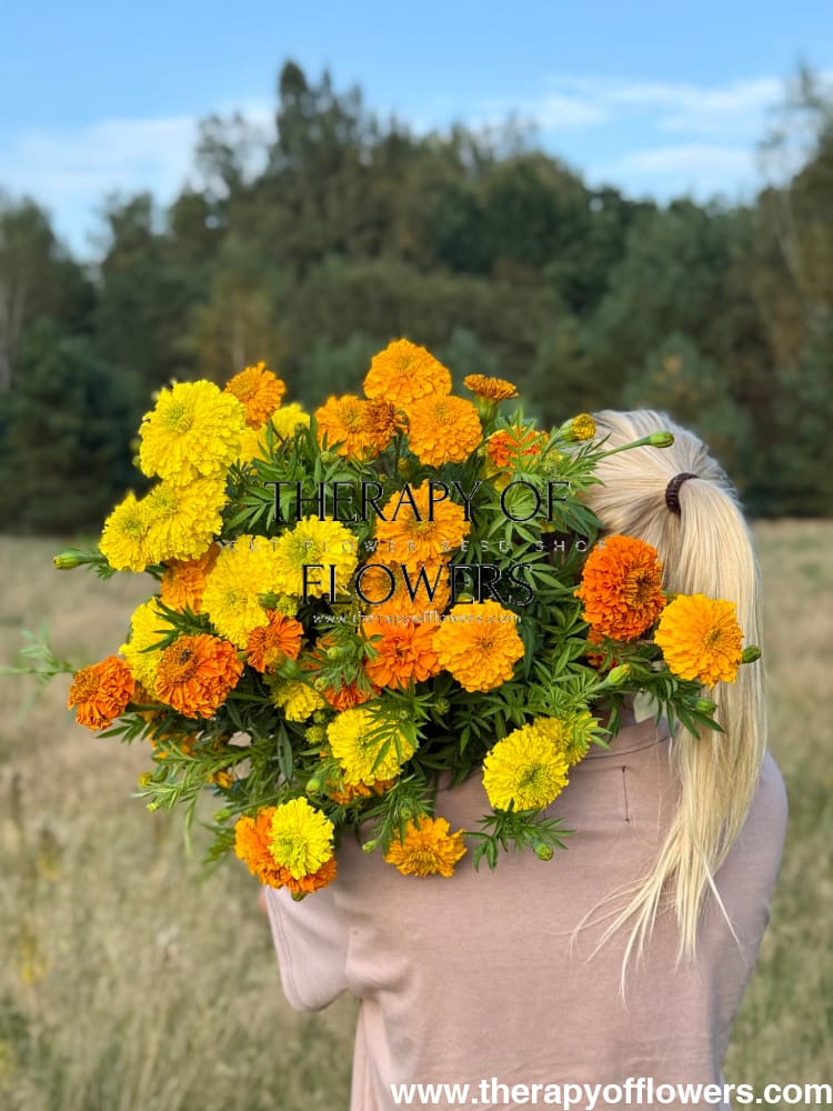 Tagetes erecta Chedi® Orange | African Marigold | Cut Flower - 20 seeds - seeds