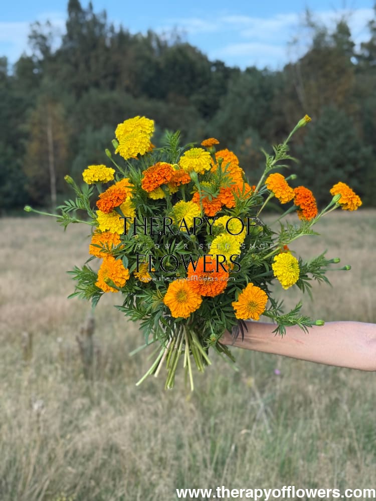 Tagetes erecta Chedi® Orange | African Marigold | Cut Flower - 20 seeds - seeds
