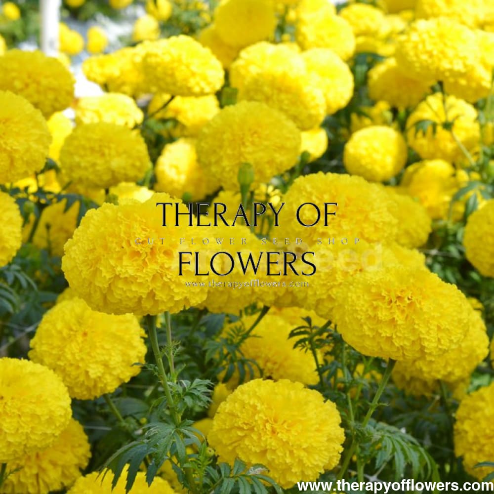 Tagetes erecta | Marigold Chedi® Yellow therapyofflowers.com