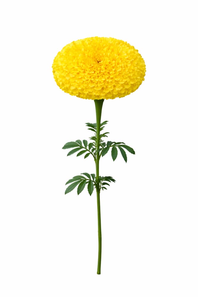 Tagetes erecta Chedi® Yellow | African Marigold | Cut Flower - 20 seeds / Light shade of yellow - seeds