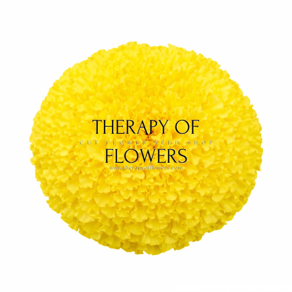 marigold yellow flower seeds Tagetes erecta Chedi® Yellow