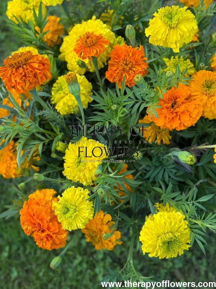 Tagetes erecta Chedi® Yellow | African Marigold | Cut Flower - 20 seeds / Light shade of yellow - seeds
