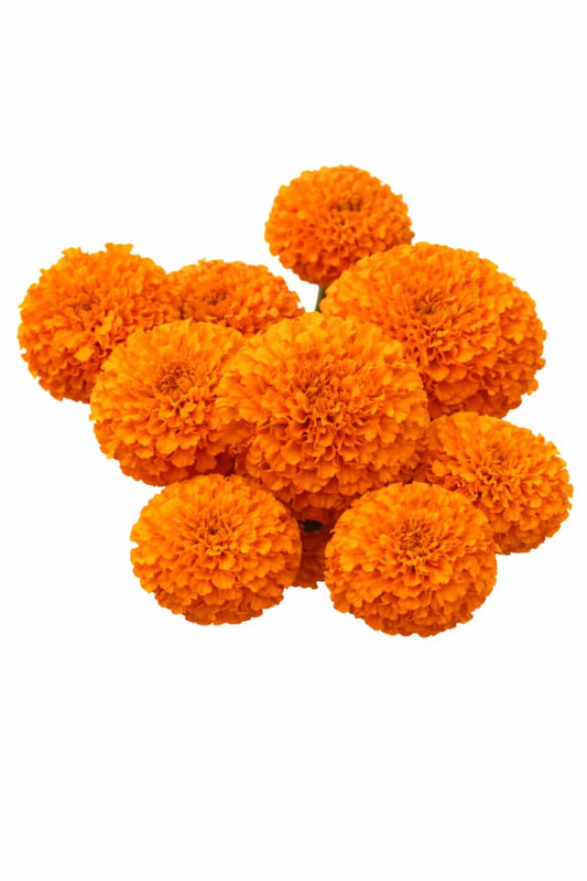 Tagetes erecta Coco™ Deep Orange F1 | African Marigold | Cut Flower therapyofflowers.com