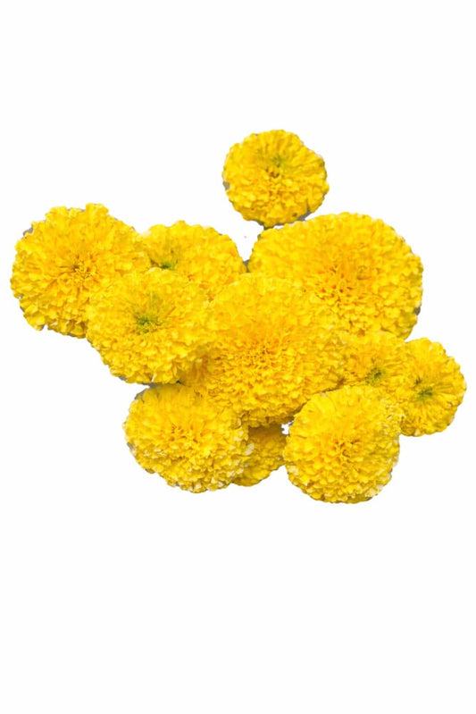Tagetes erecta Coco™ Yellow F1 | African Marigold | Cut Flower therapyofflowers.com