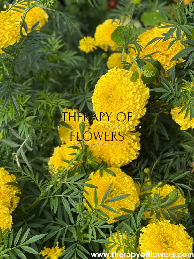 Tagetes erecta Narai Creamy Yellow | African Marigold Semi Tall therapyofflowers.com