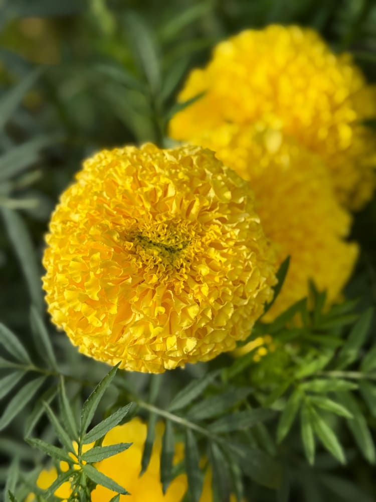 Tagetes erecta Narai Creamy Yellow | African Marigold Semi Tall therapyofflowers.com